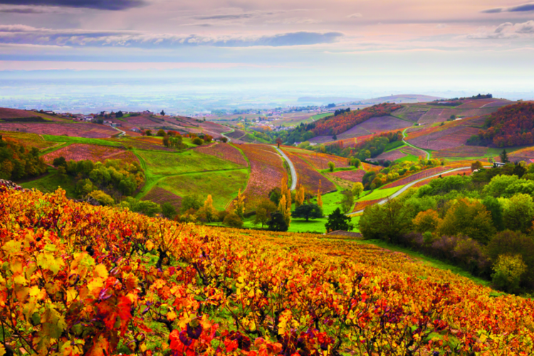 Beaujolais