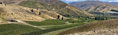 Burgundy wines